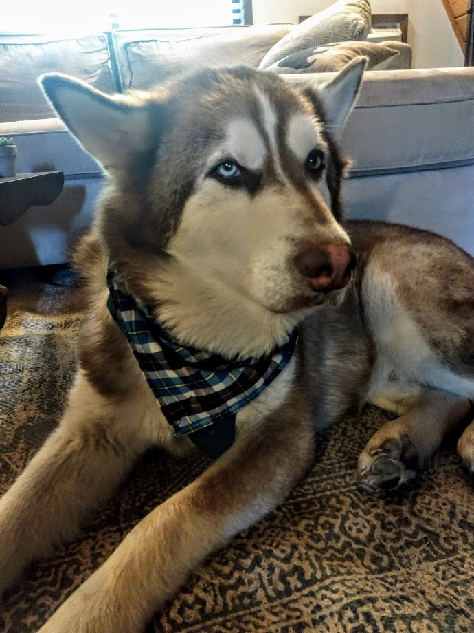 dog-image