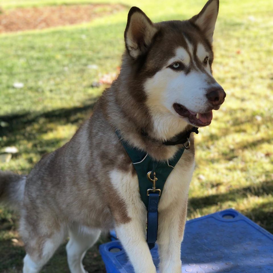 dog-image