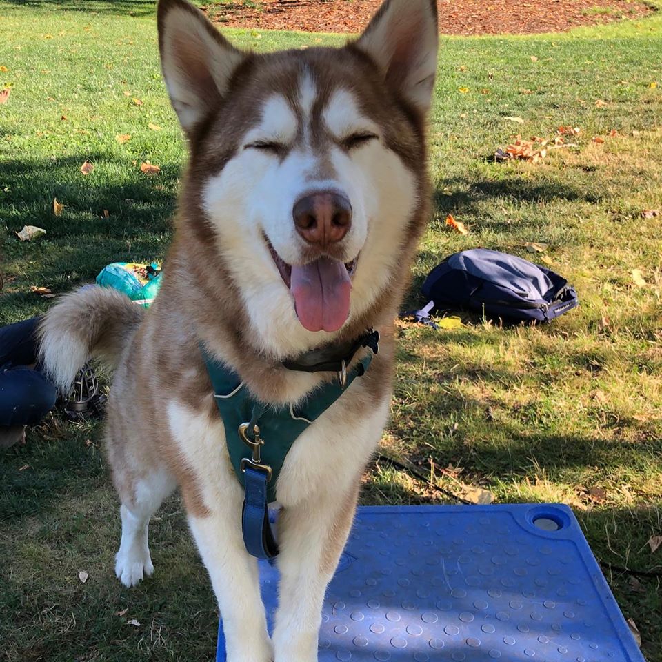 dog-image