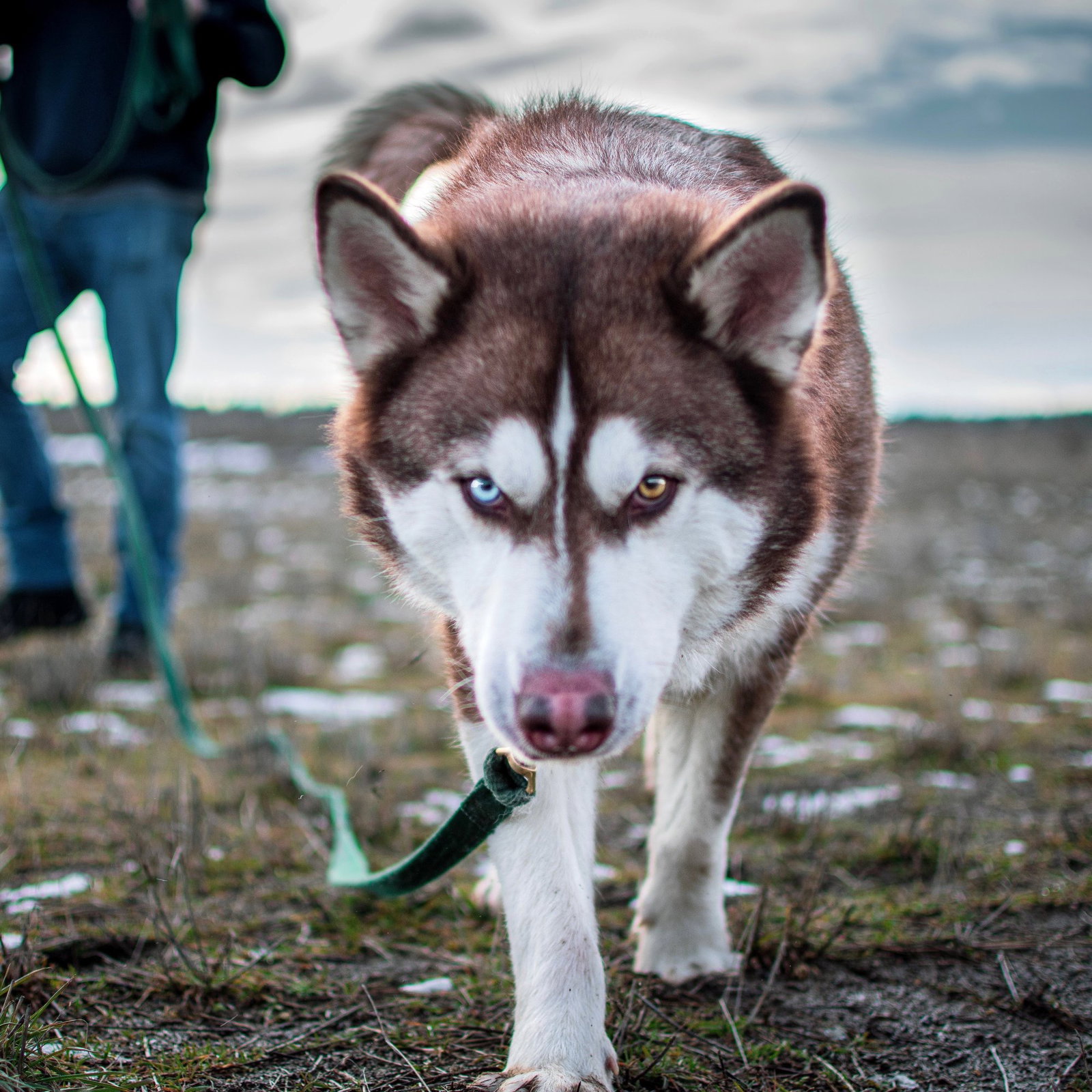 dog-image