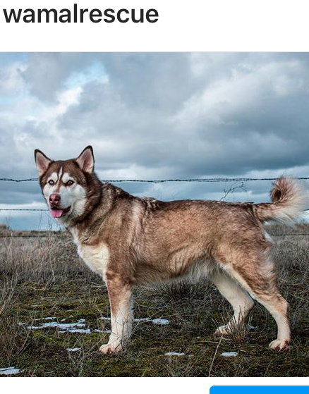 dog-image