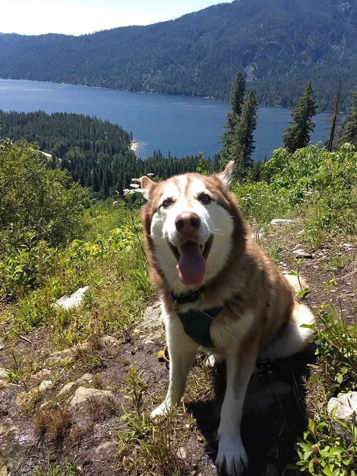 dog-image
