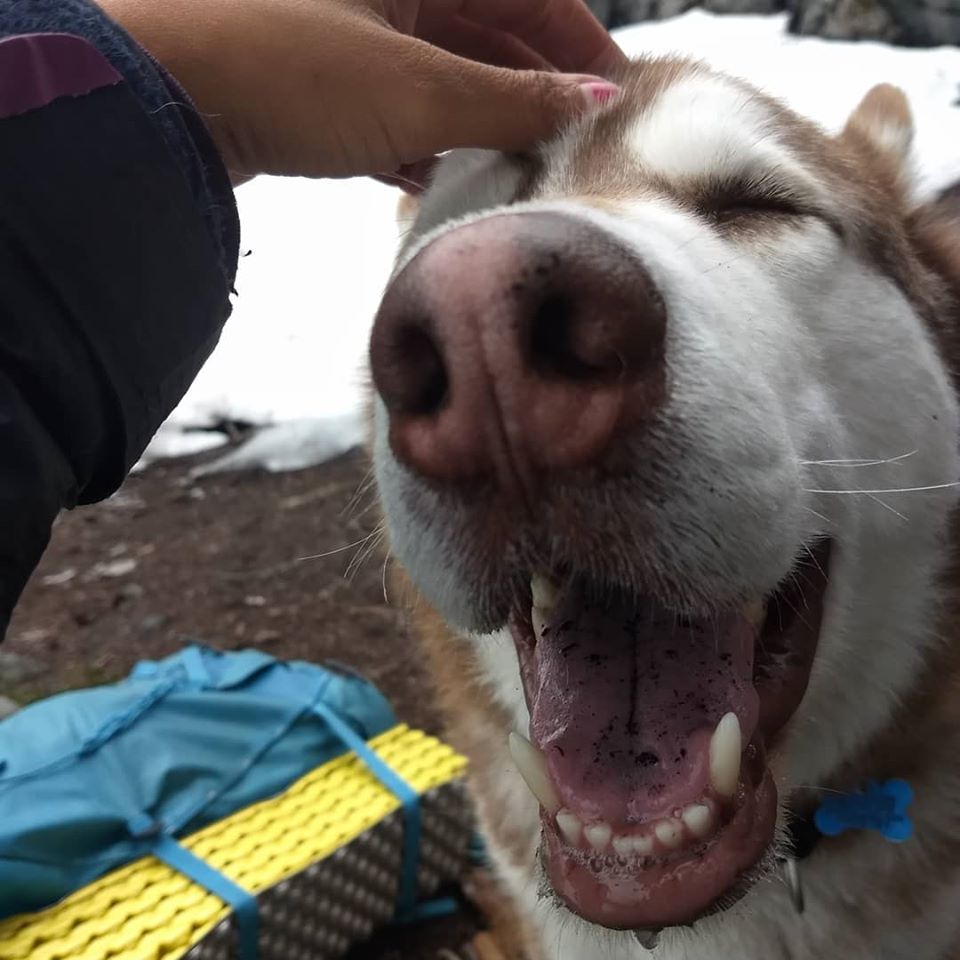 dog-image