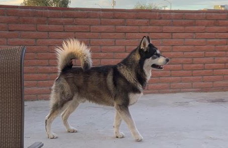 dog-image