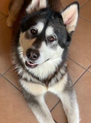 dog-image