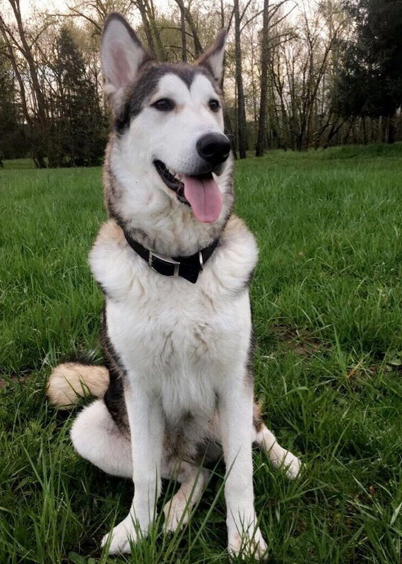 dog-image
