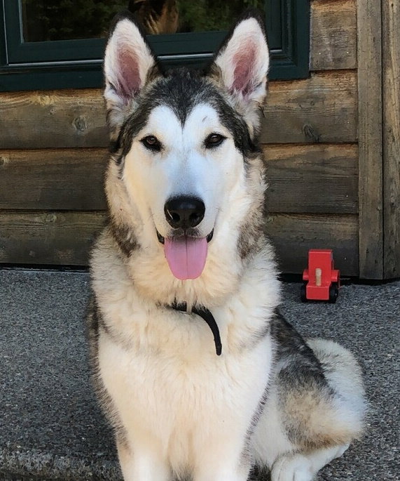 dog-image