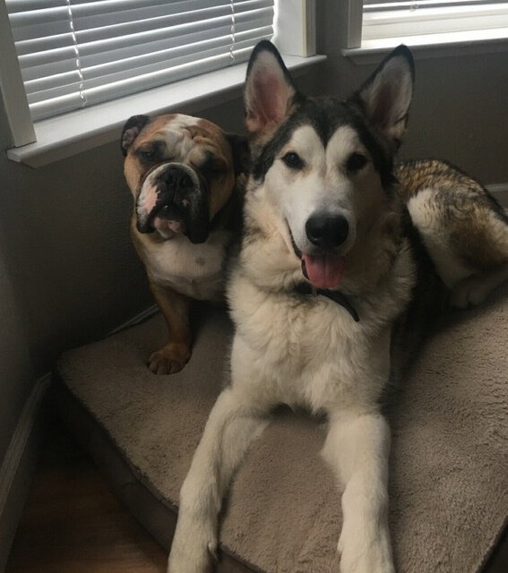 dog-image