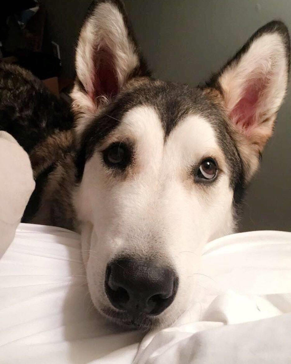 dog-image