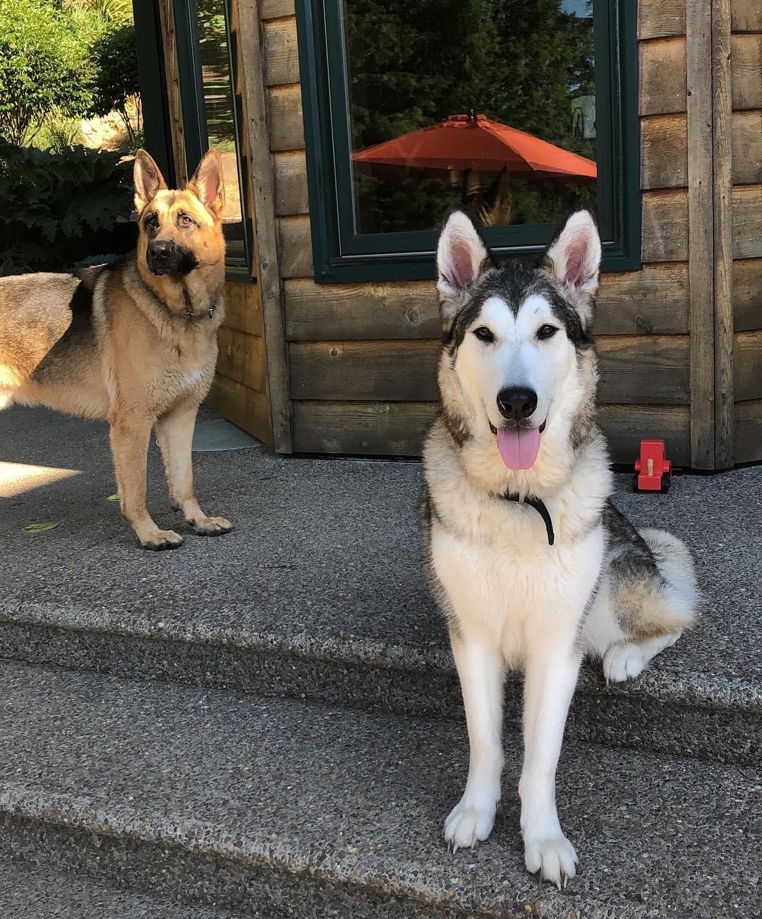 dog-image
