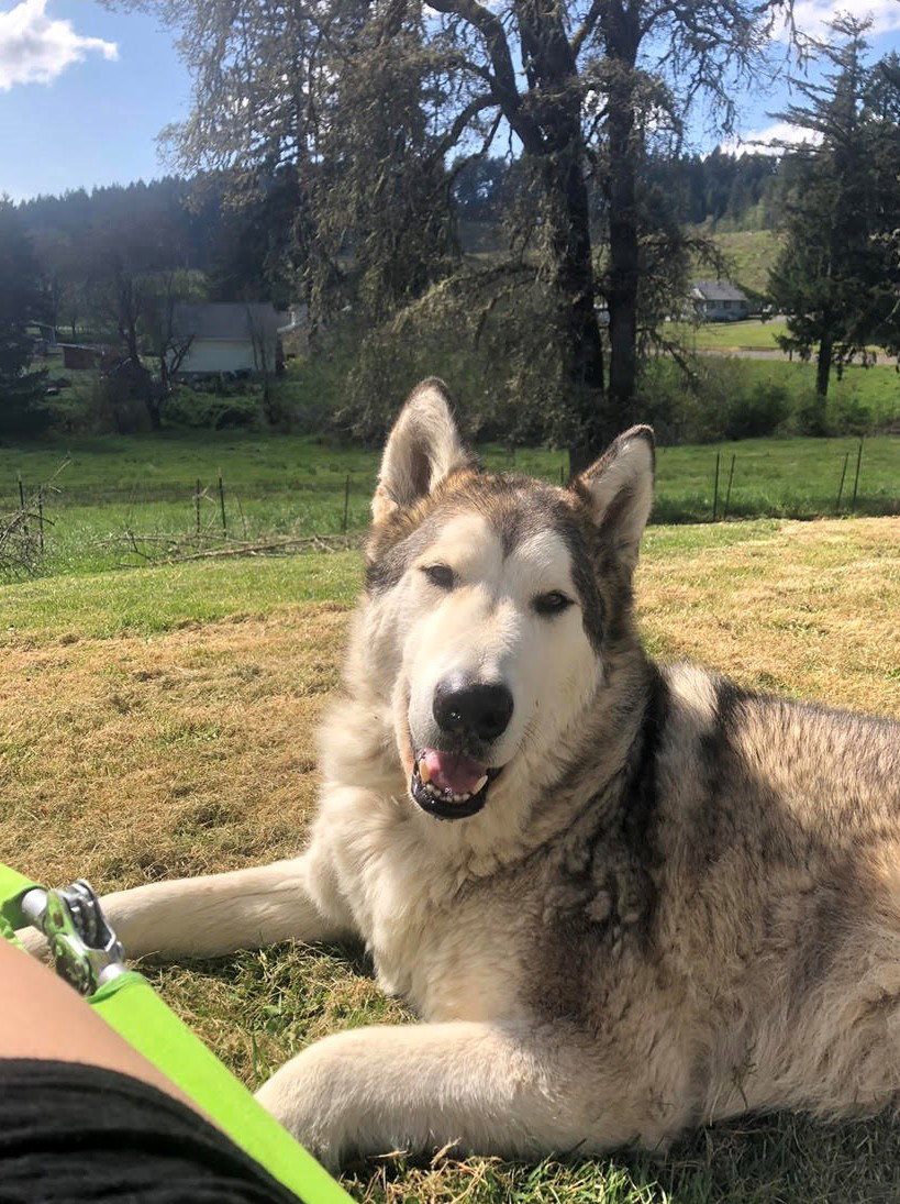 dog-image