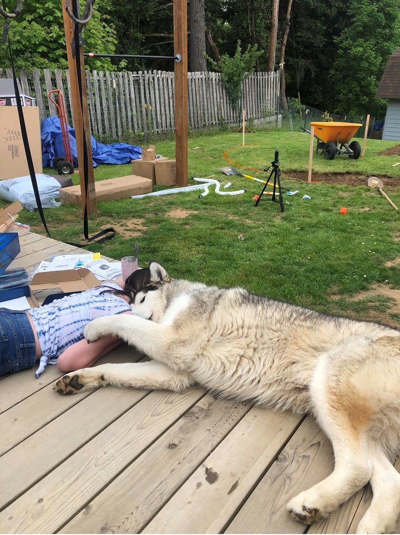 dog-image