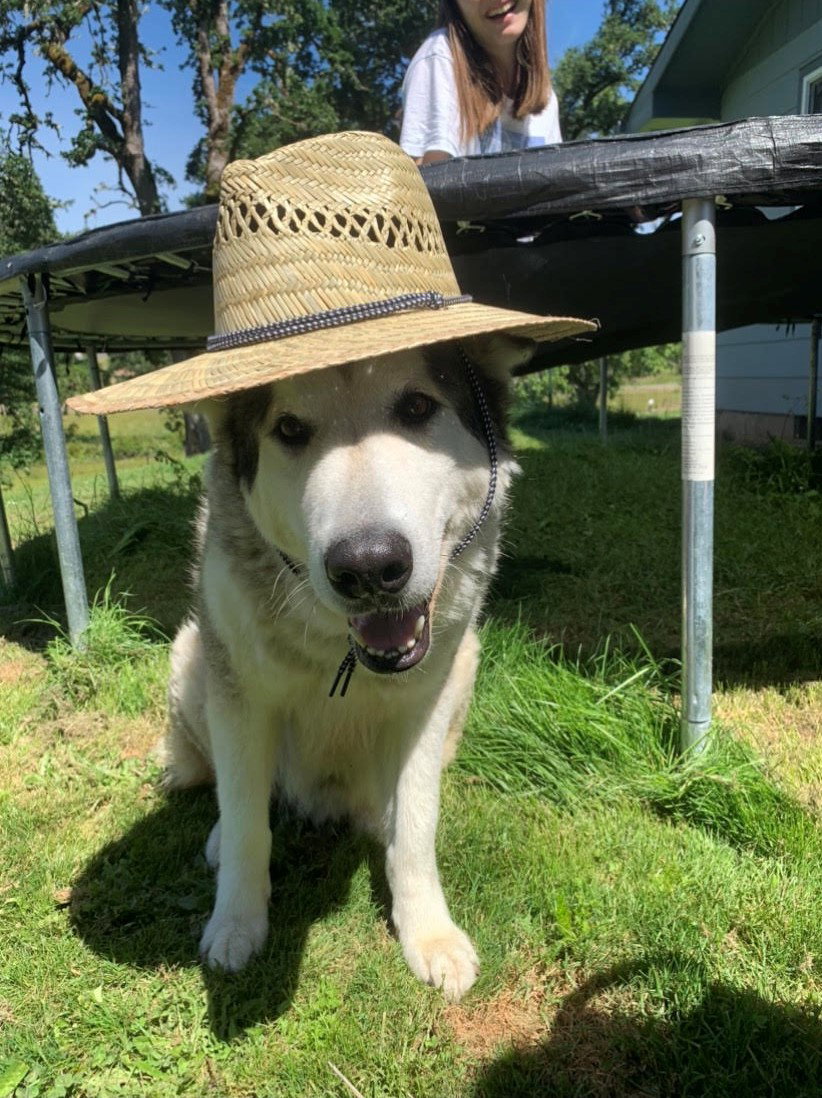 dog-image