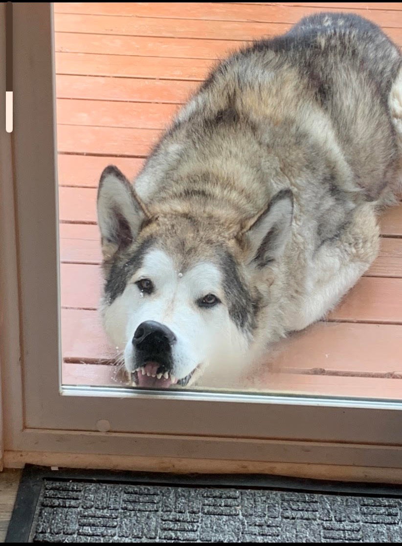dog-image