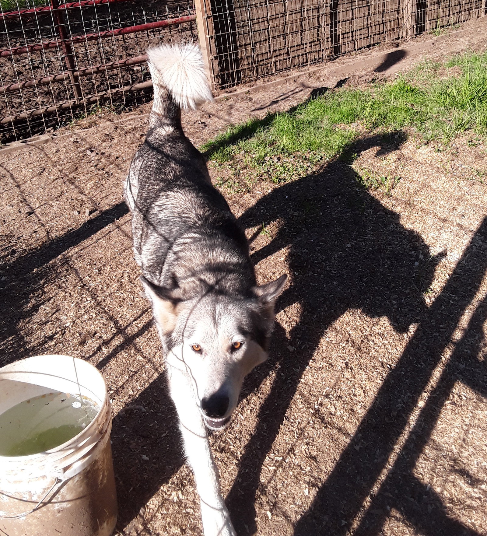 dog-image