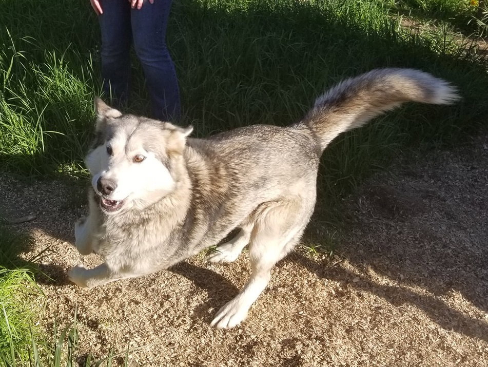 dog-image