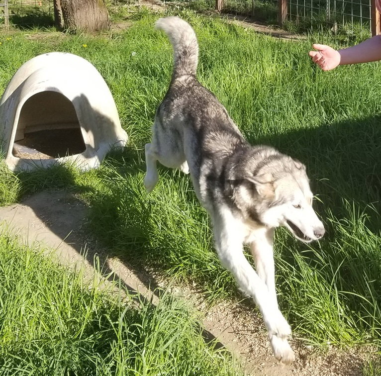 dog-image