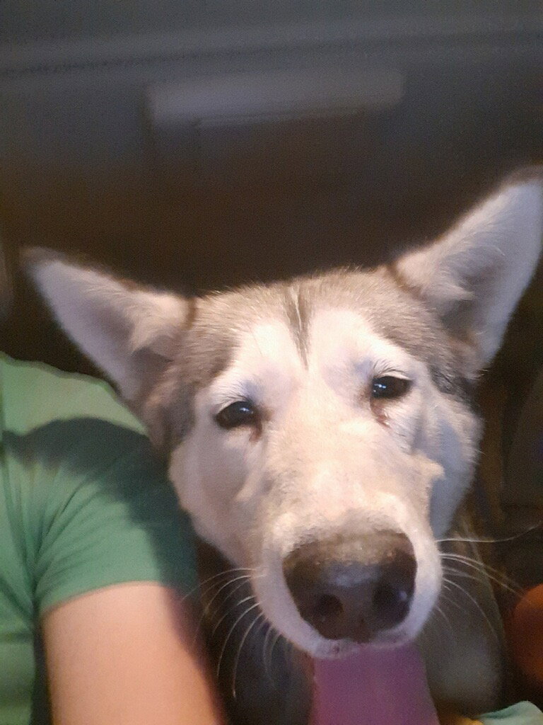 dog-image