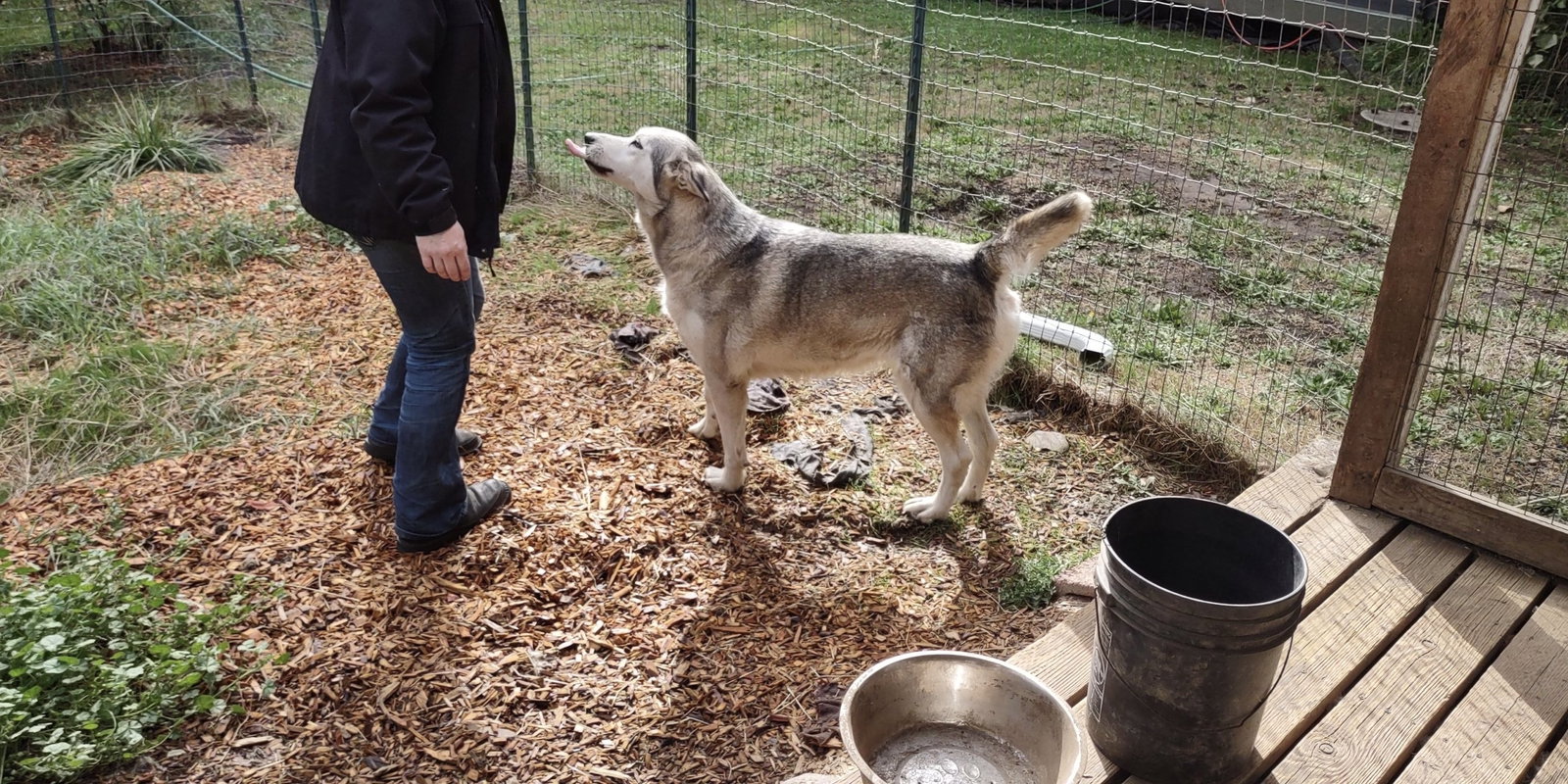 dog-image