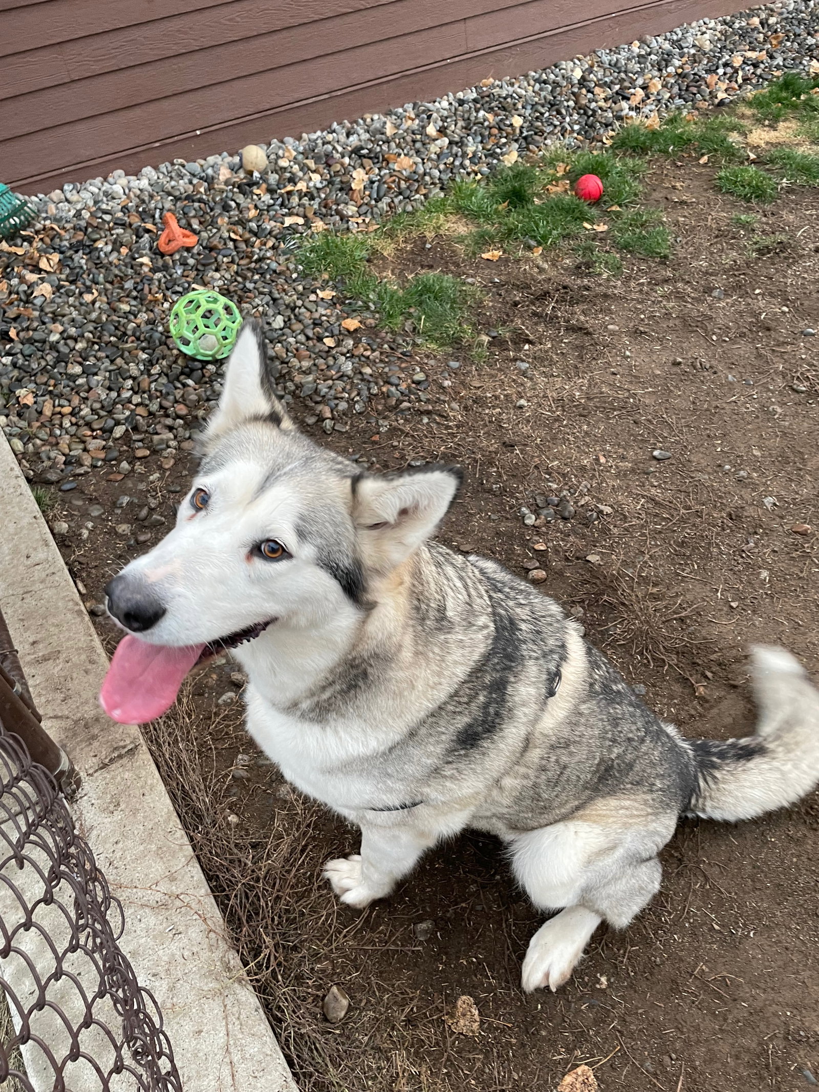 dog-image
