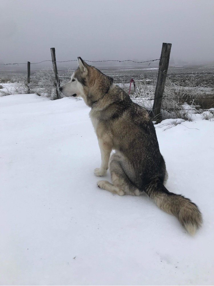 dog-image