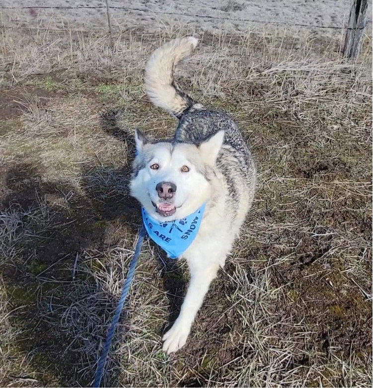 dog-image