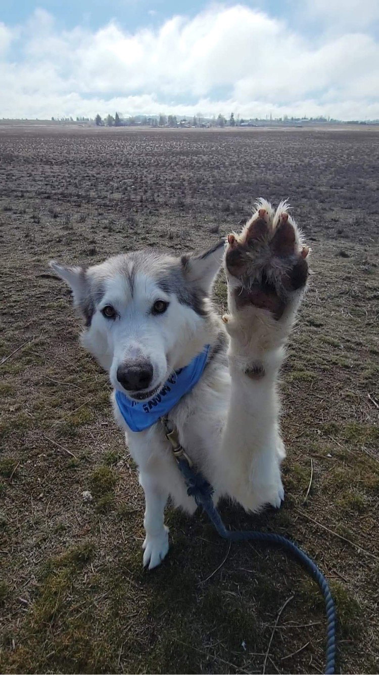 dog-image