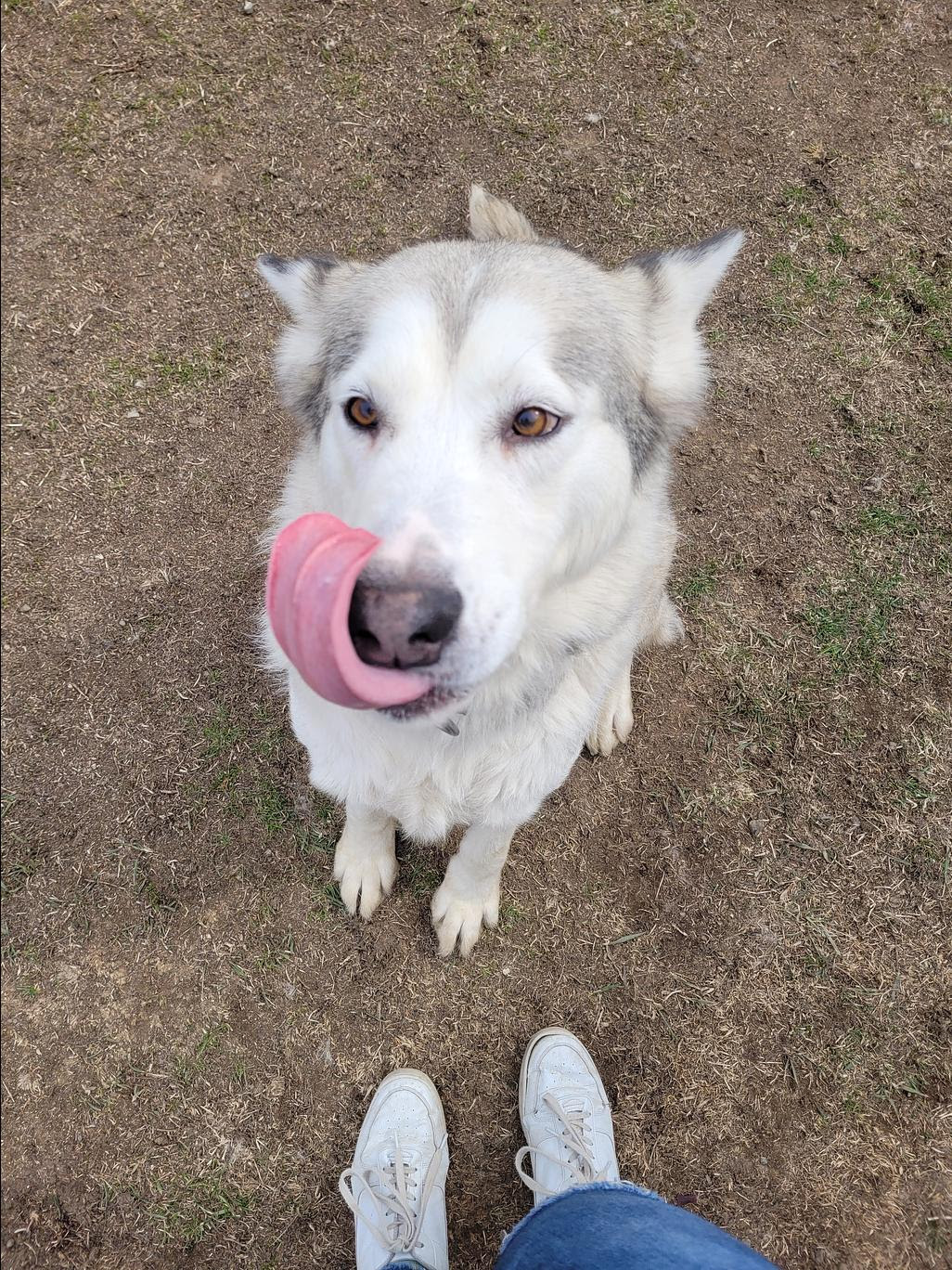 dog-image