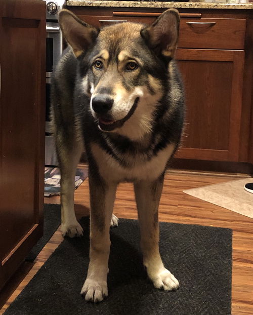 Koda