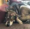 Koda