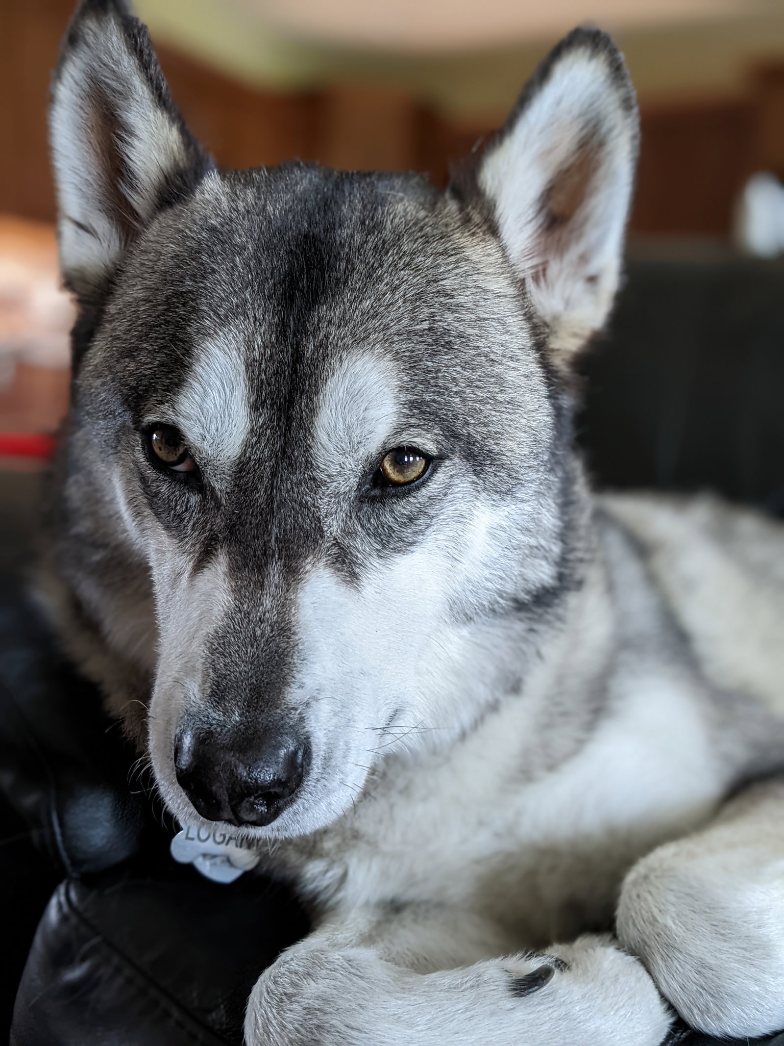 dog-image