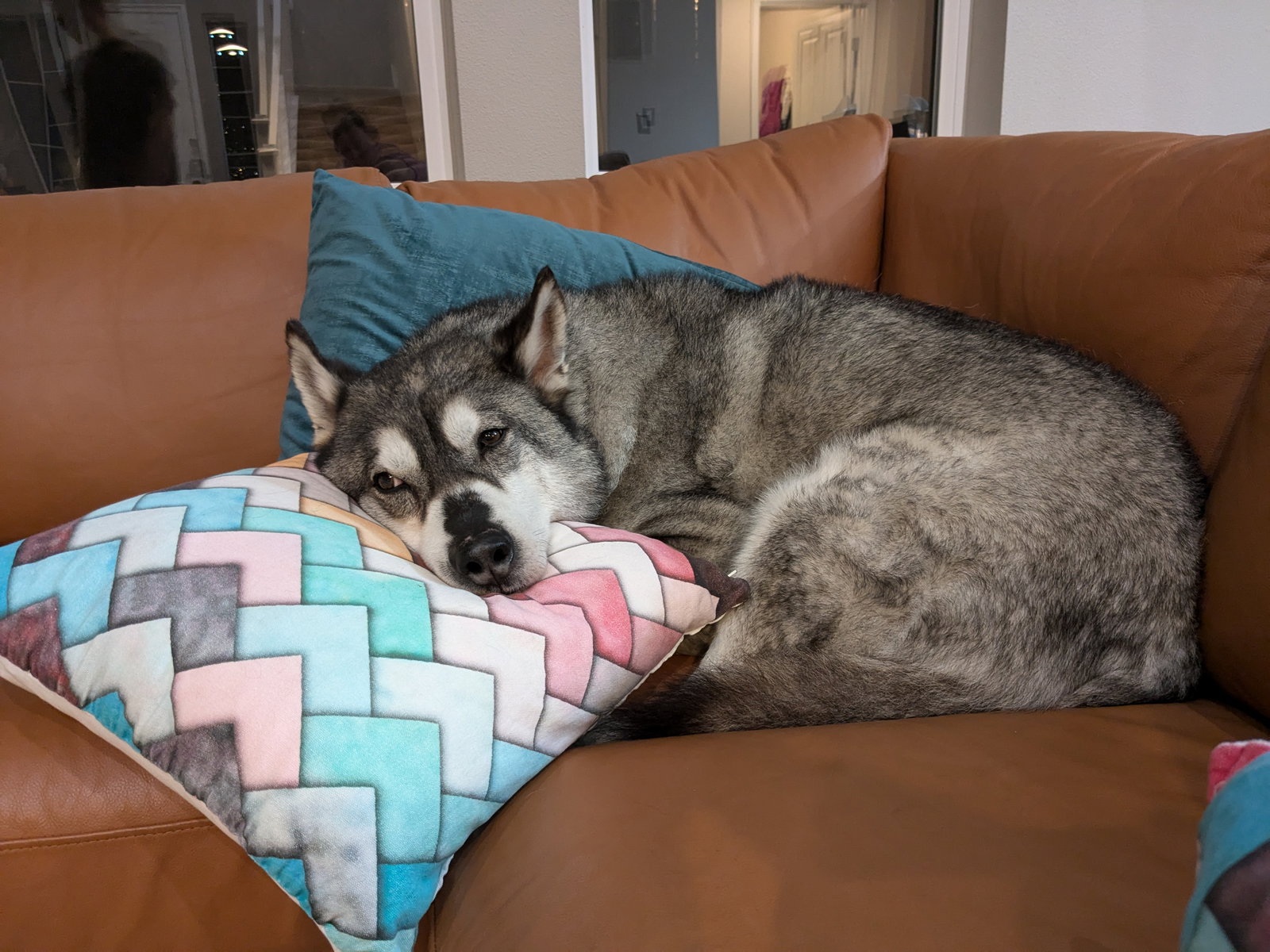 dog-image