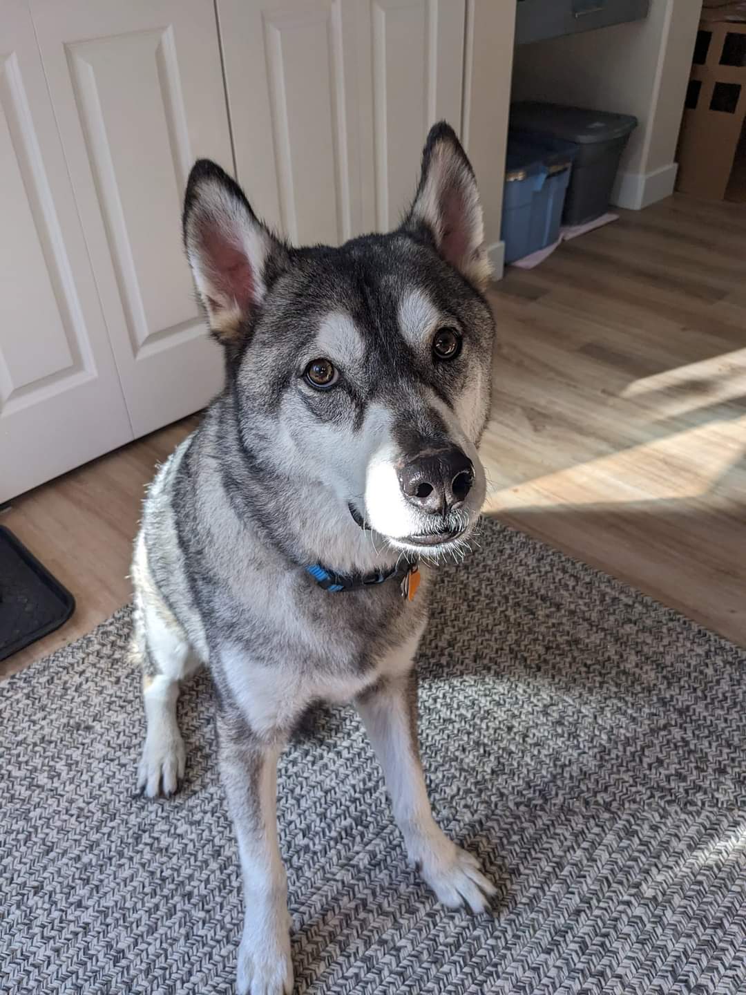dog-image