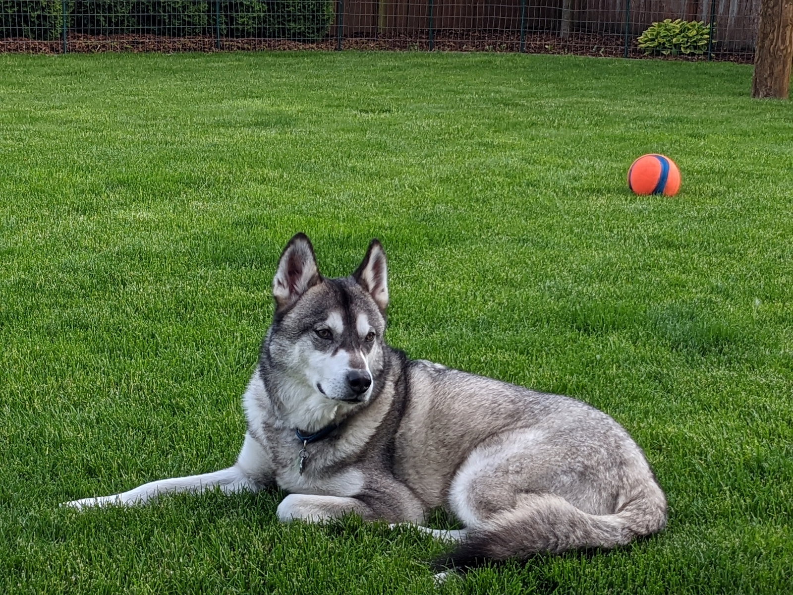 dog-image