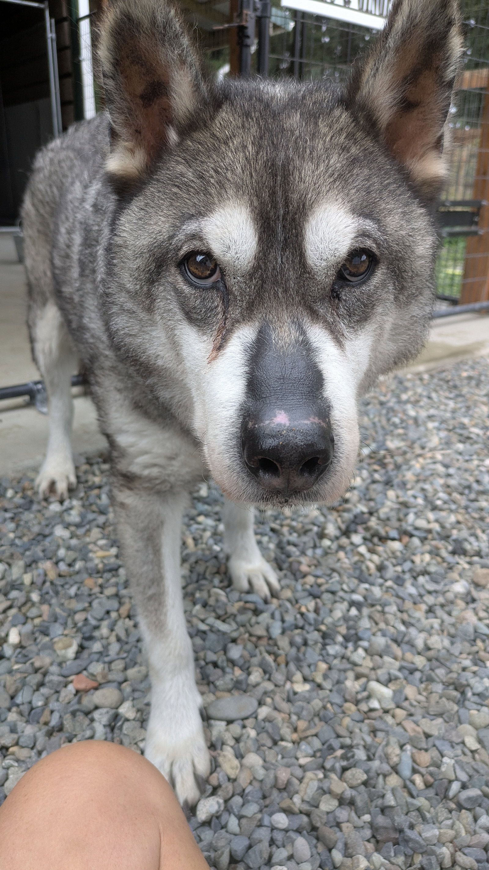 dog-image