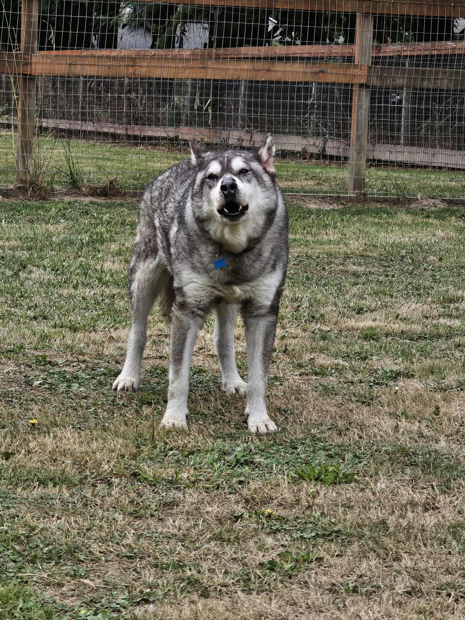 dog-image