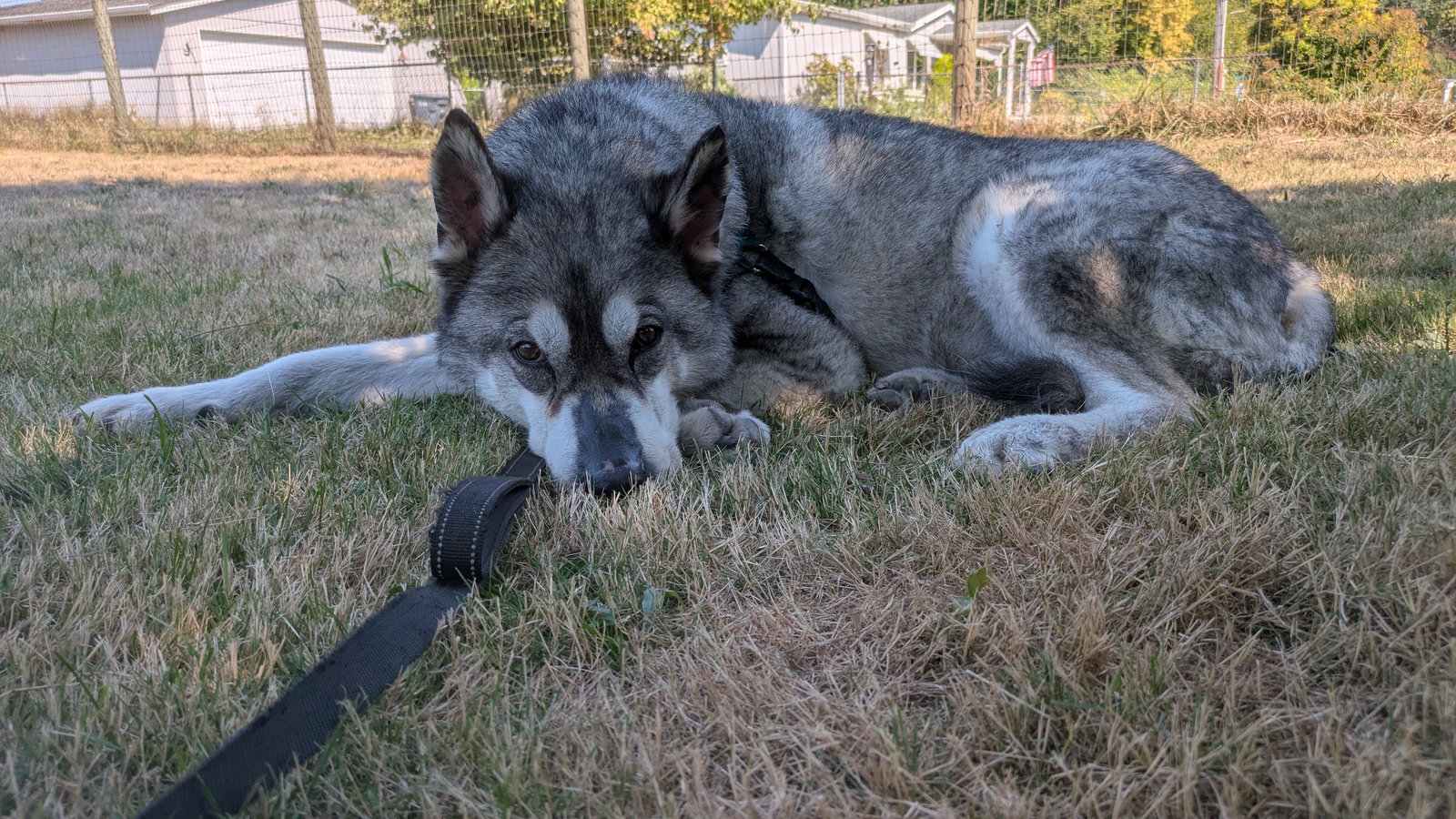 dog-image