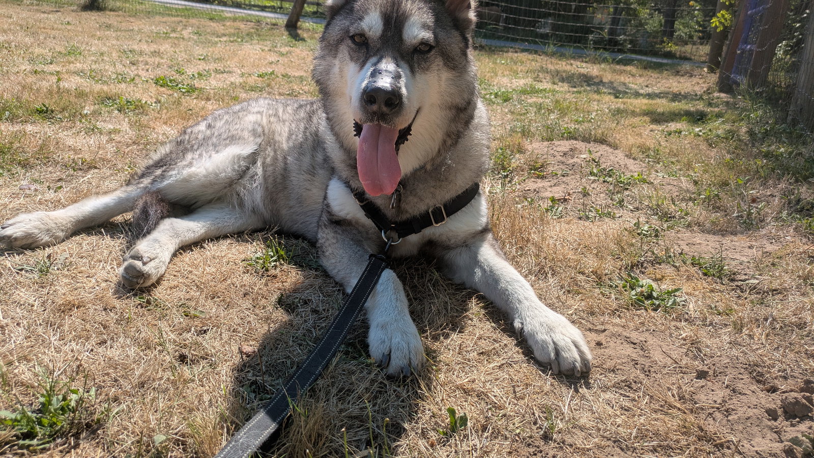 dog-image