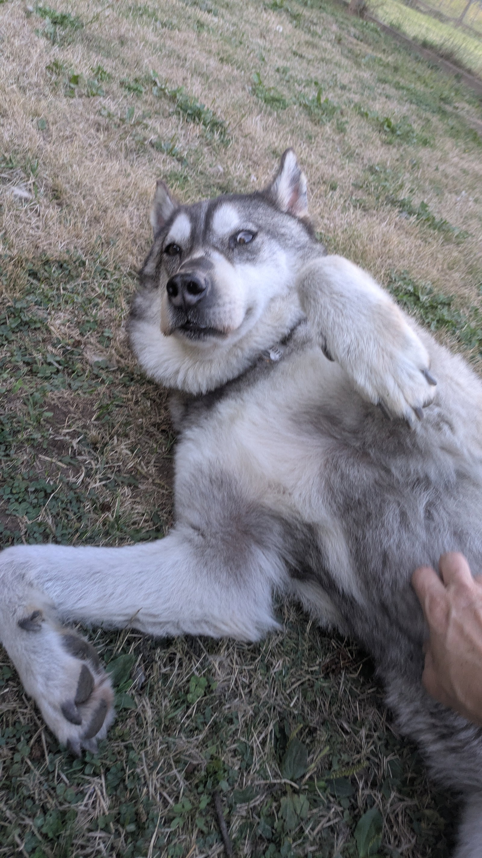 dog-image