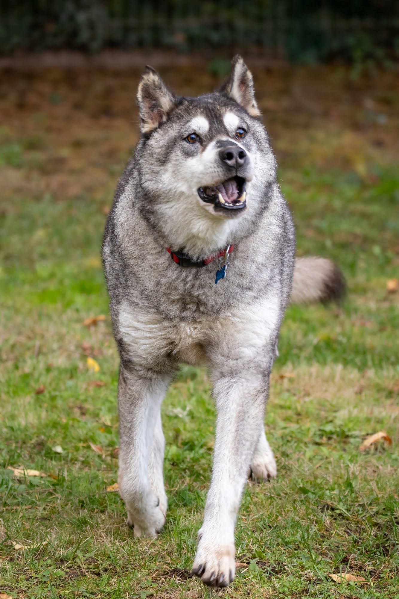dog-image