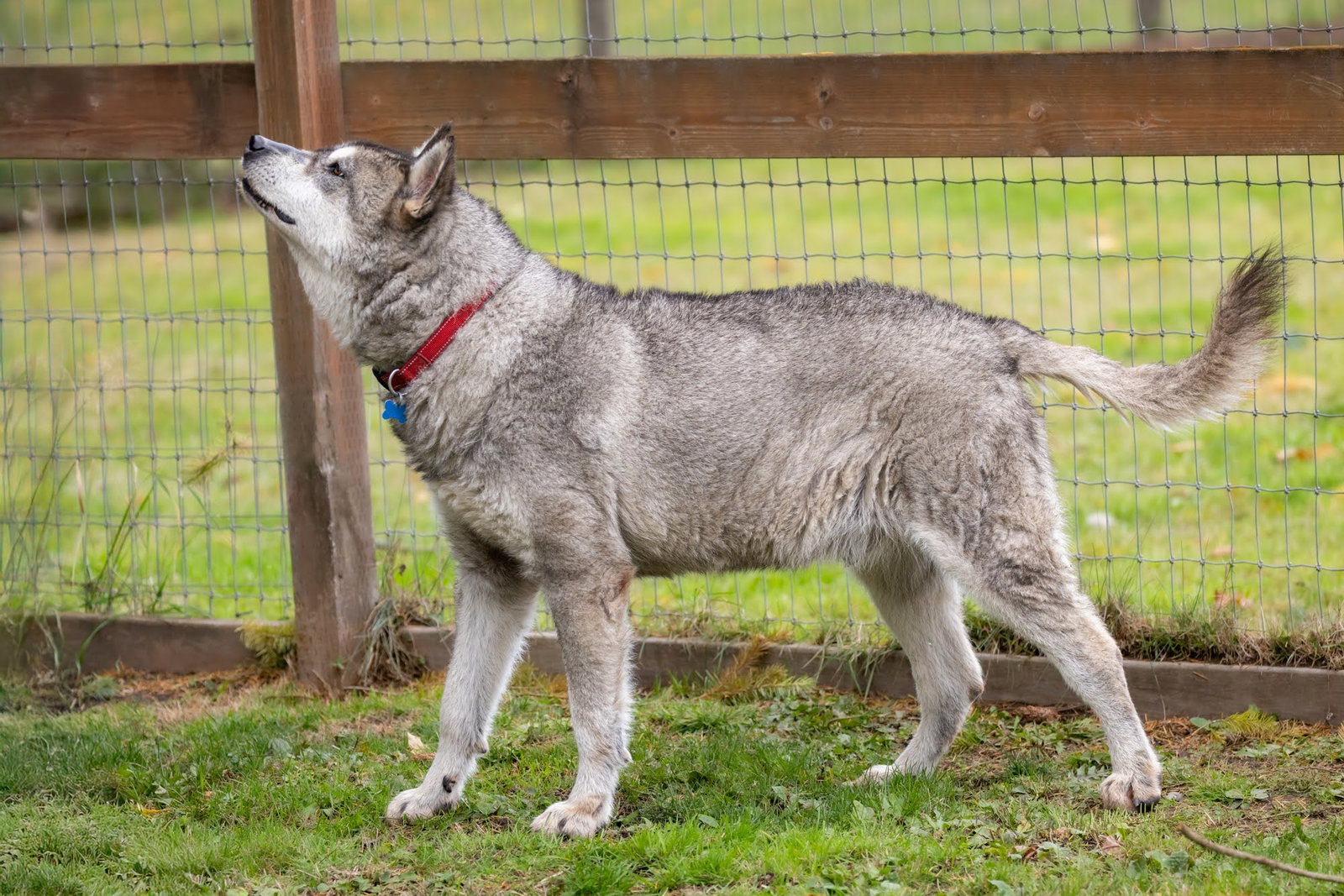 dog-image