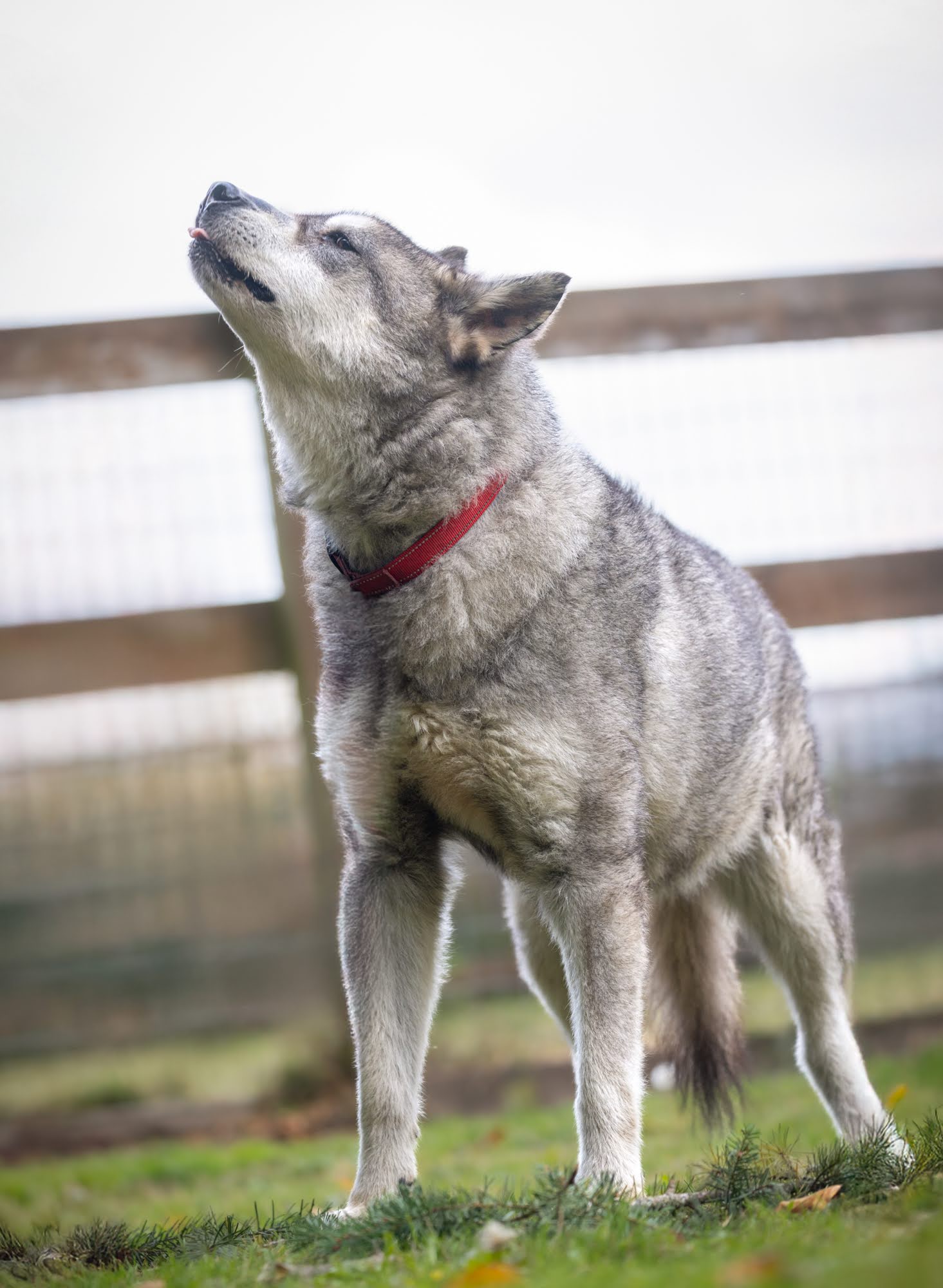 dog-image