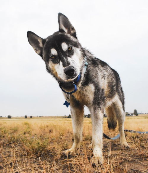 Logan