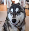 Logan
