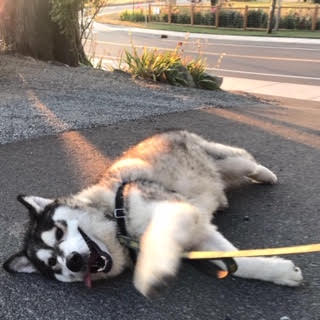 dog-image