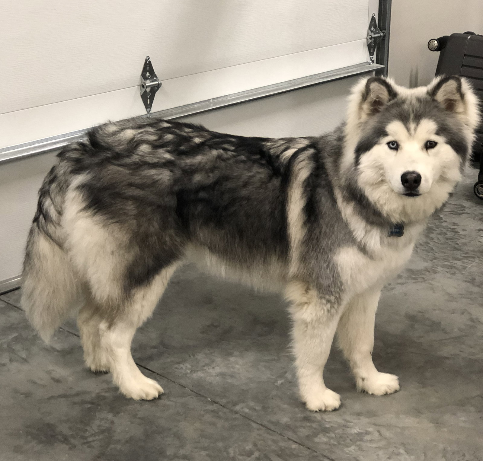 dog-image