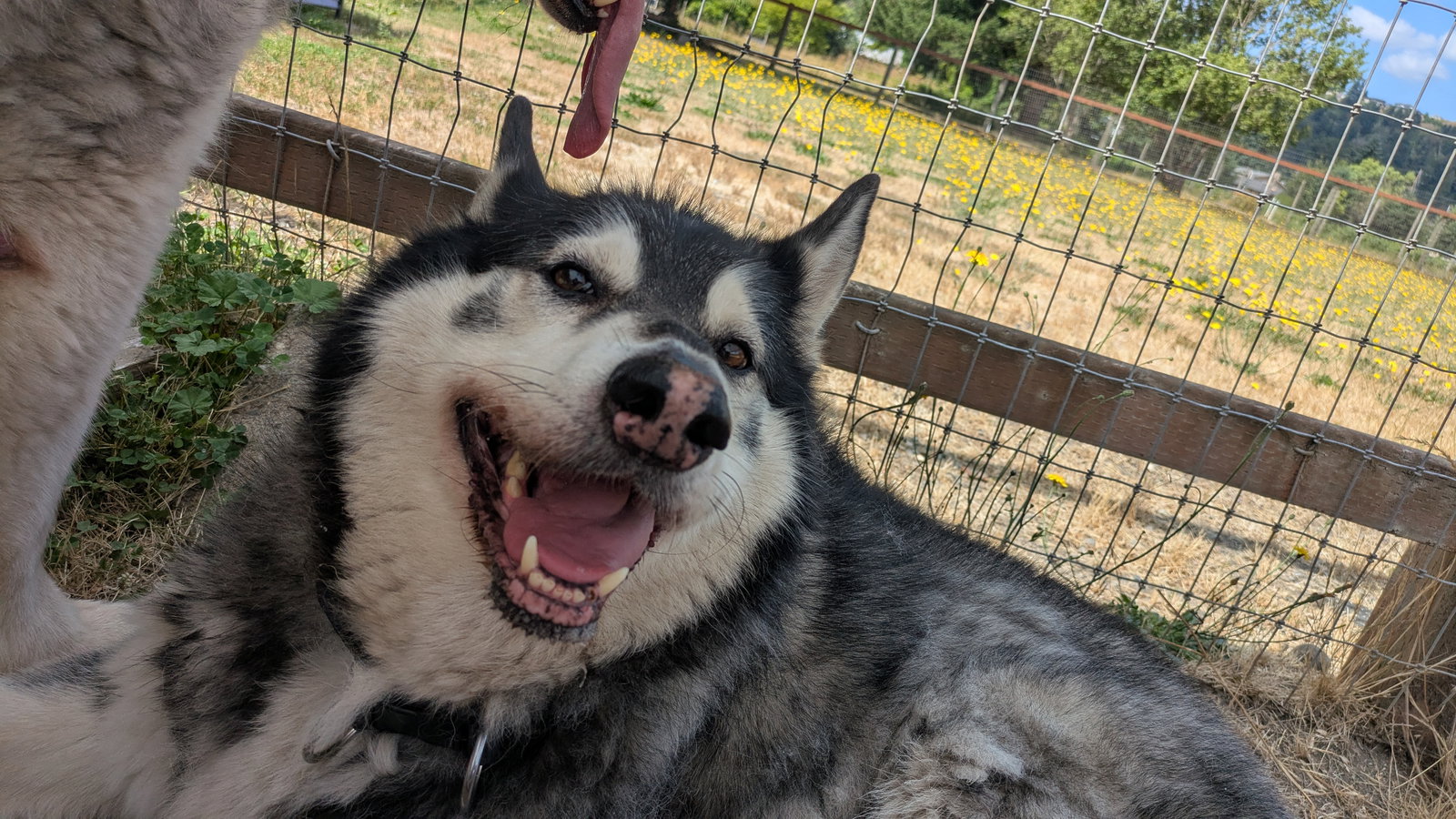 dog-image