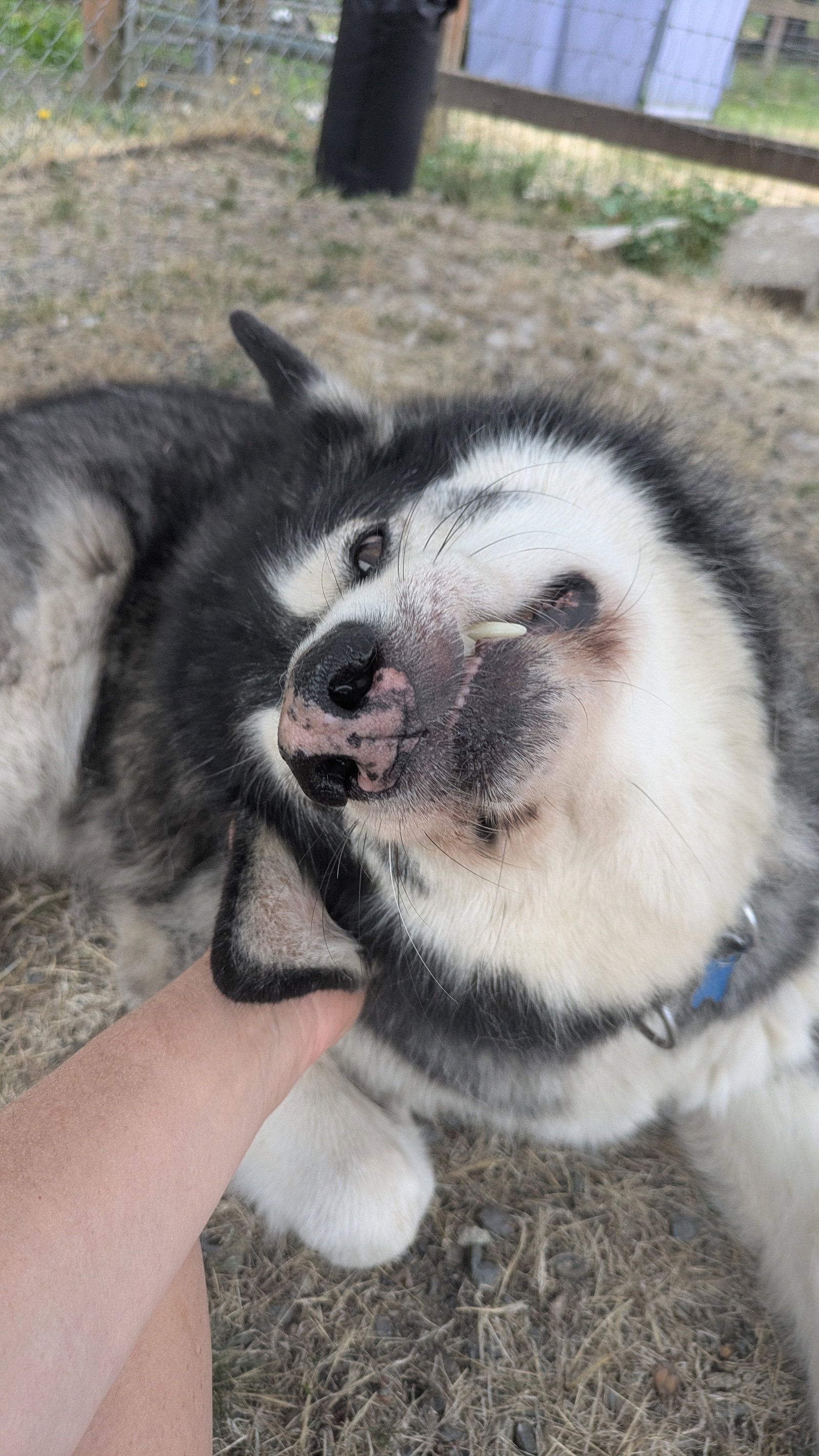 dog-image