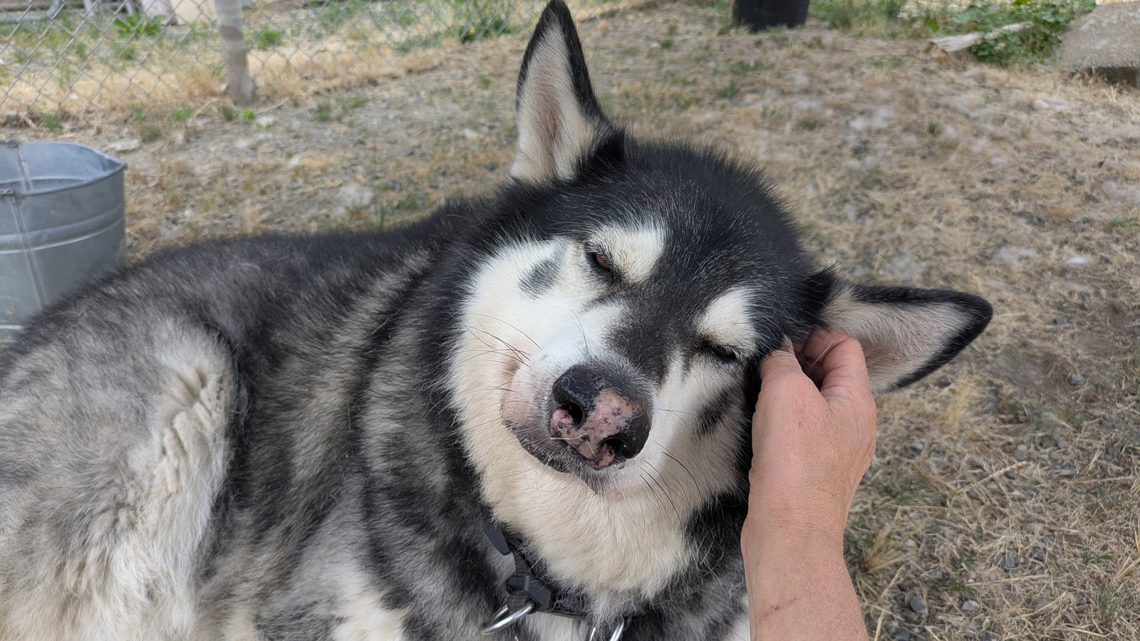 dog-image