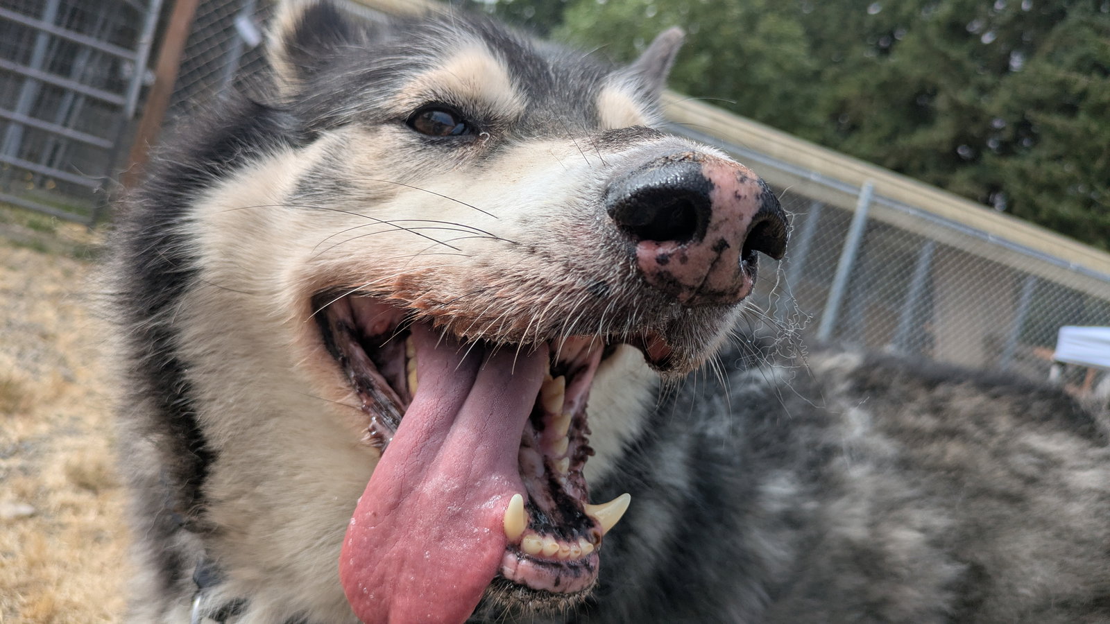 dog-image